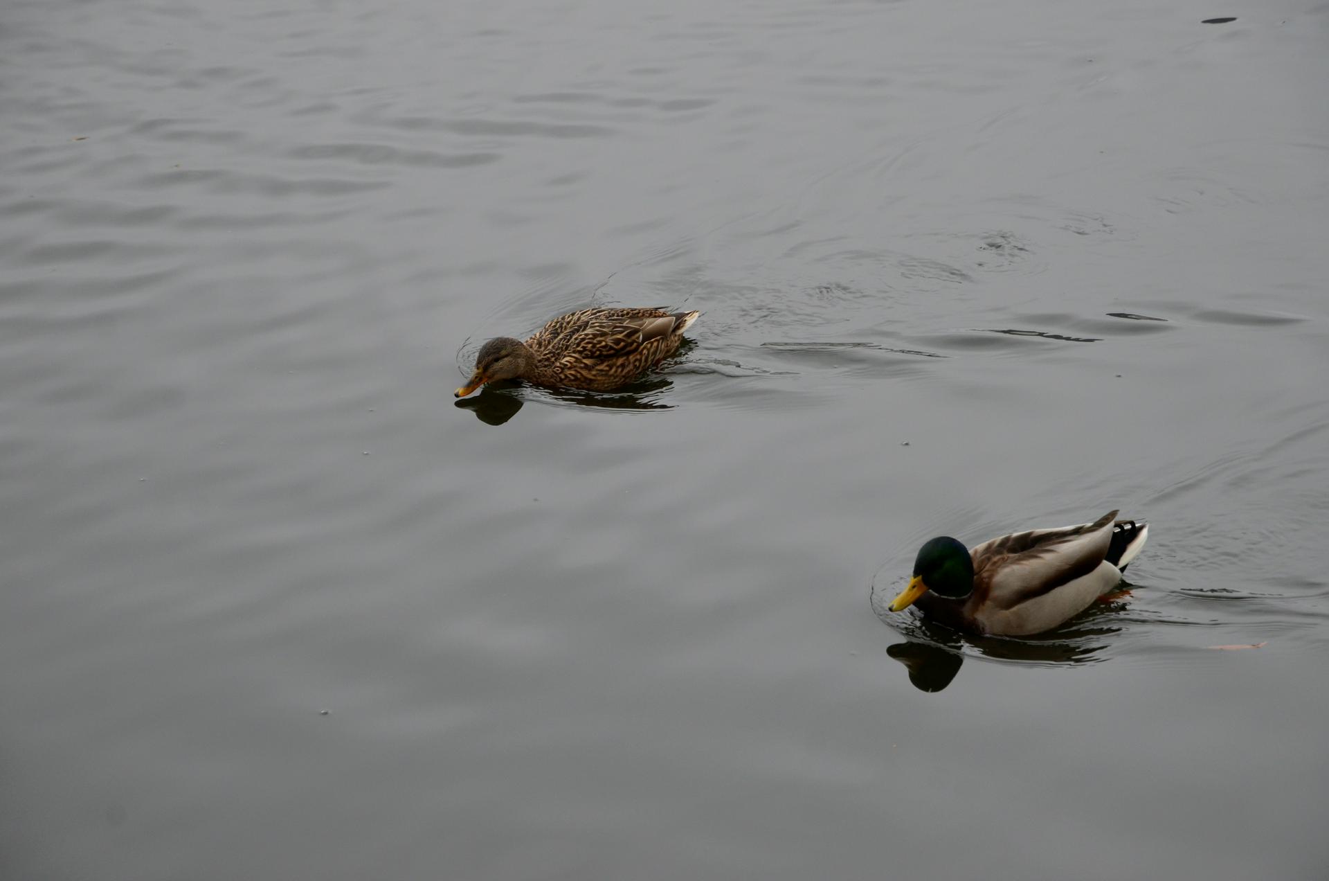 Ремонт пруда Коньково-Деревлево Нижний стартовал на юго-западе столицы