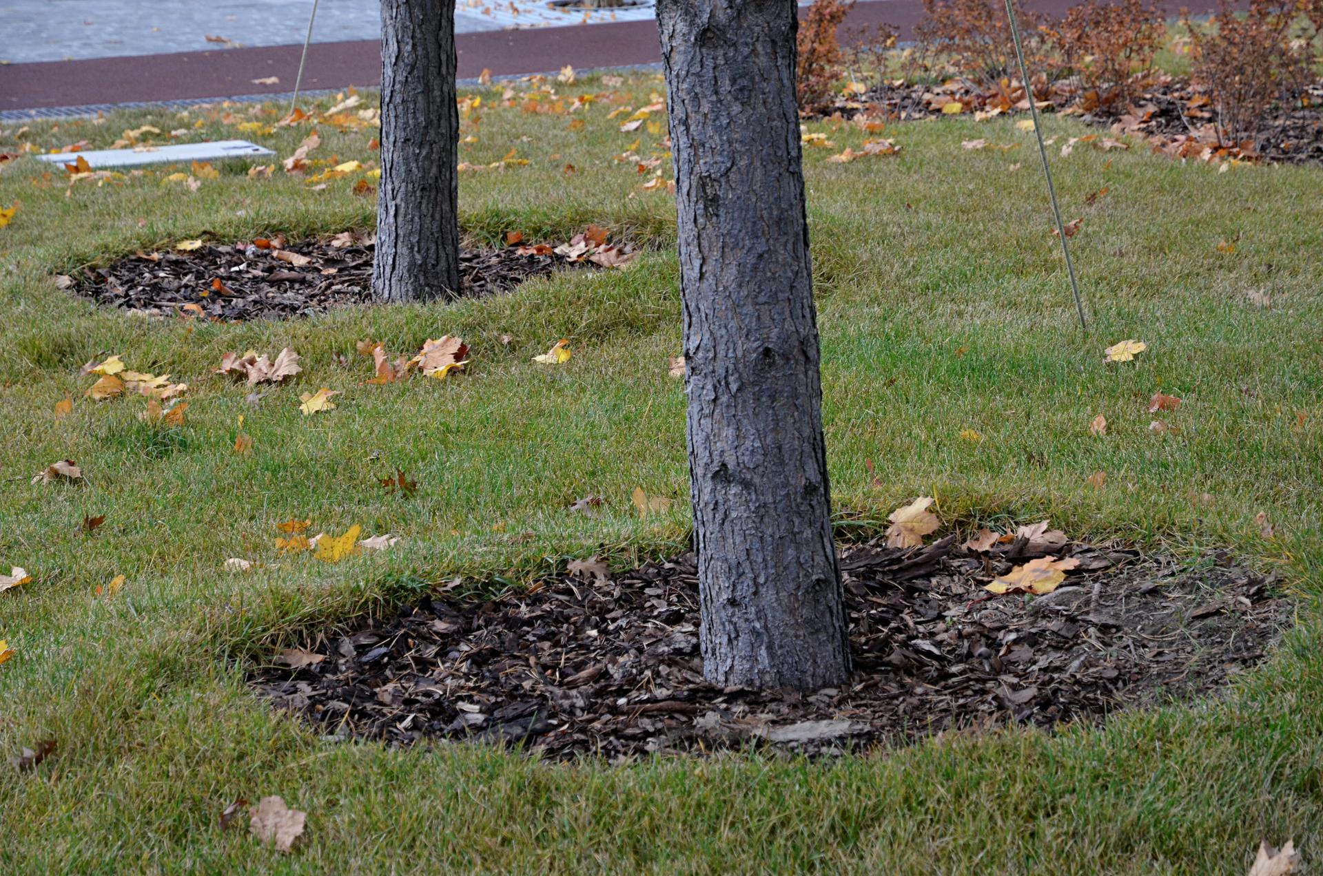 Главархив рассказал, как в середине XX века озеленяли столицу