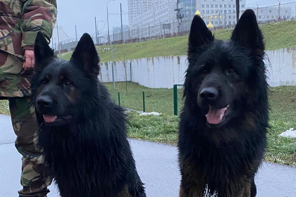 Сотрудницы Росгвардии в Москве помогли потерявшимся овчаркам вернуться домой