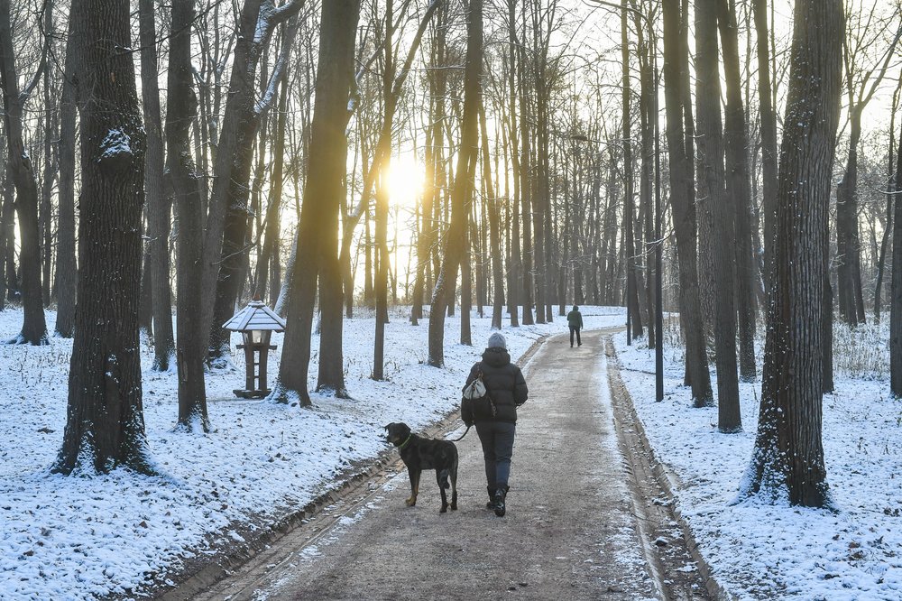 Инфекционист посоветовал избегать дальних поездок в новогодние праздники