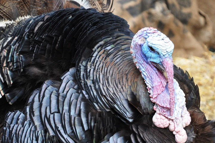 СМИ: Более 40 тысяч индеек уничтожили в Англии из-за вспышки птичьего гриппа