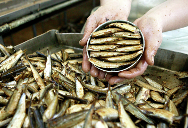 Диетолог Елена Соломатина назвала опасность и пользу шпрот