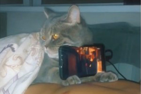 Видео о «правильном использовании» кота набрало почти два миллиона просмотров