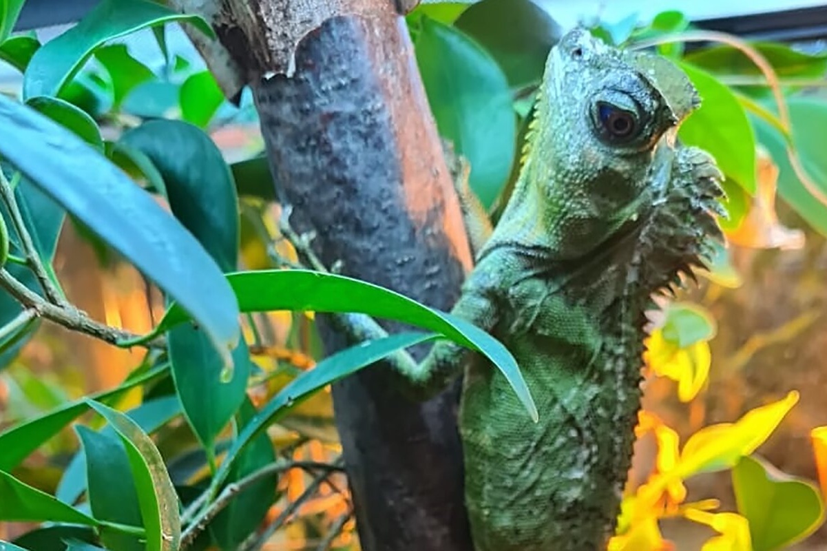 Лесные драконы впервые вылупились в Московском зоопарке