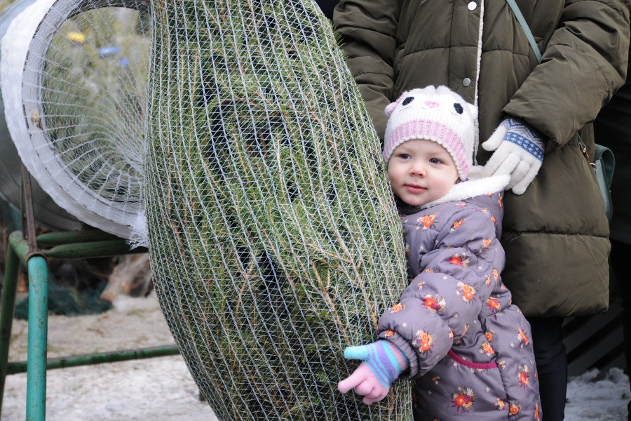 Елочки с иголочки: как правильно выбрать новогоднее дерево