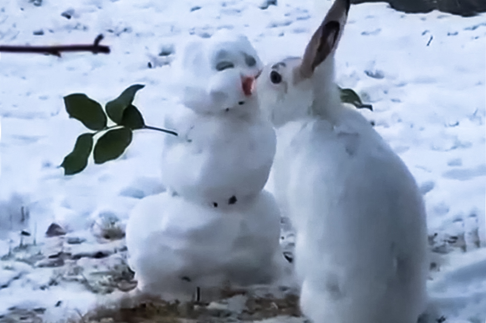 Видео «поцелуя» кролика и снеговика развеселило Сеть