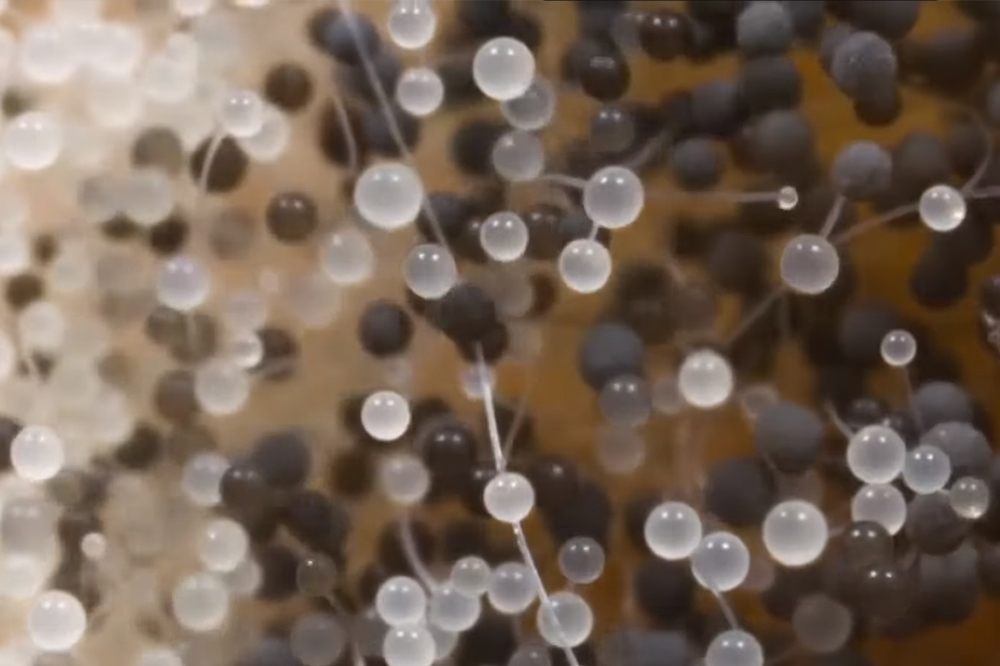 Врач Куприна рассказала, какие проблемы со здоровьем может вызвать плесень в доме