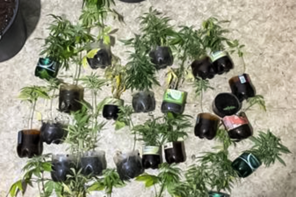 Ученые выявили связь между употреблением конопли и повышенным риском инфаркта