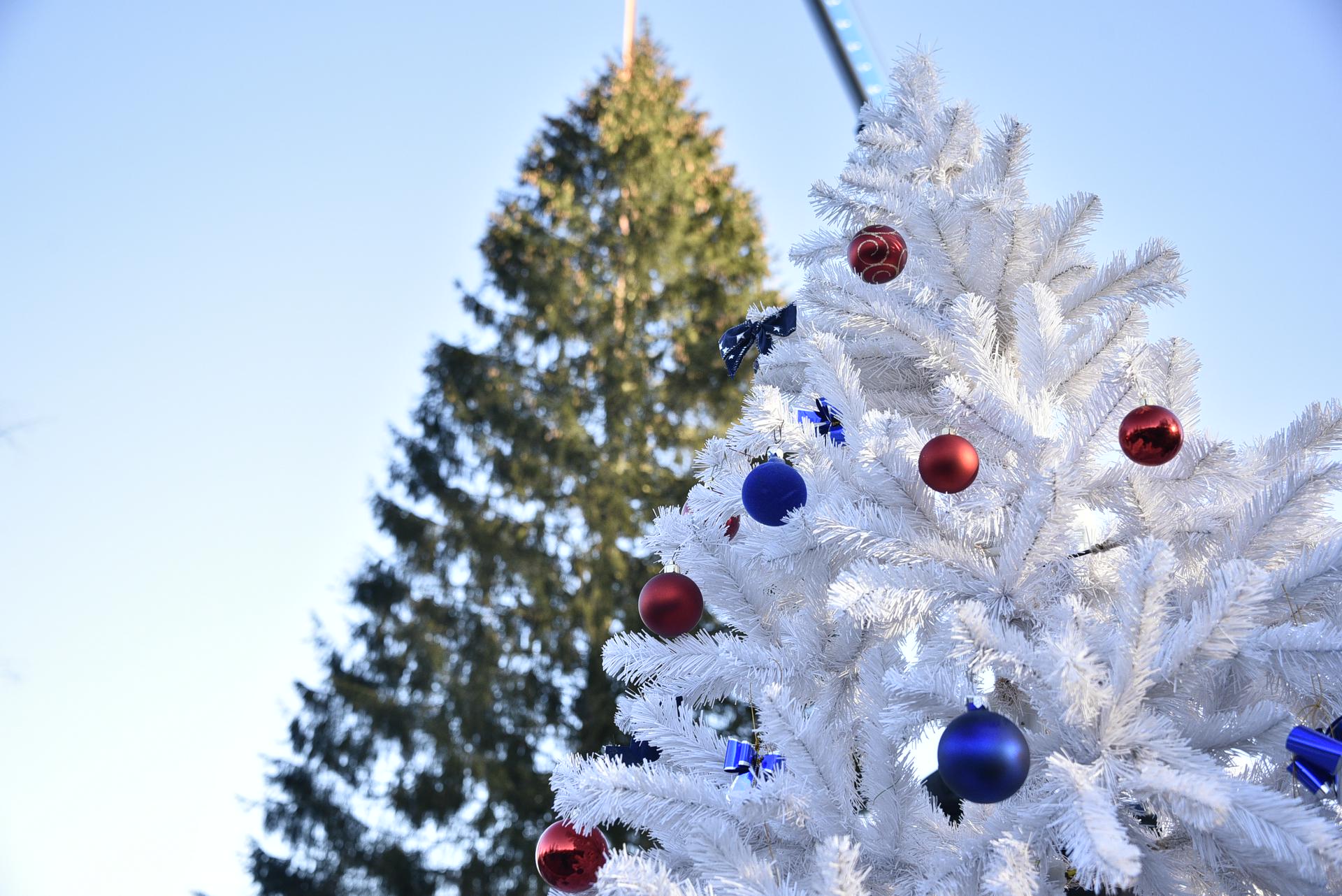 Более 500 пунктов сбора новогодних елей откроют в Москве