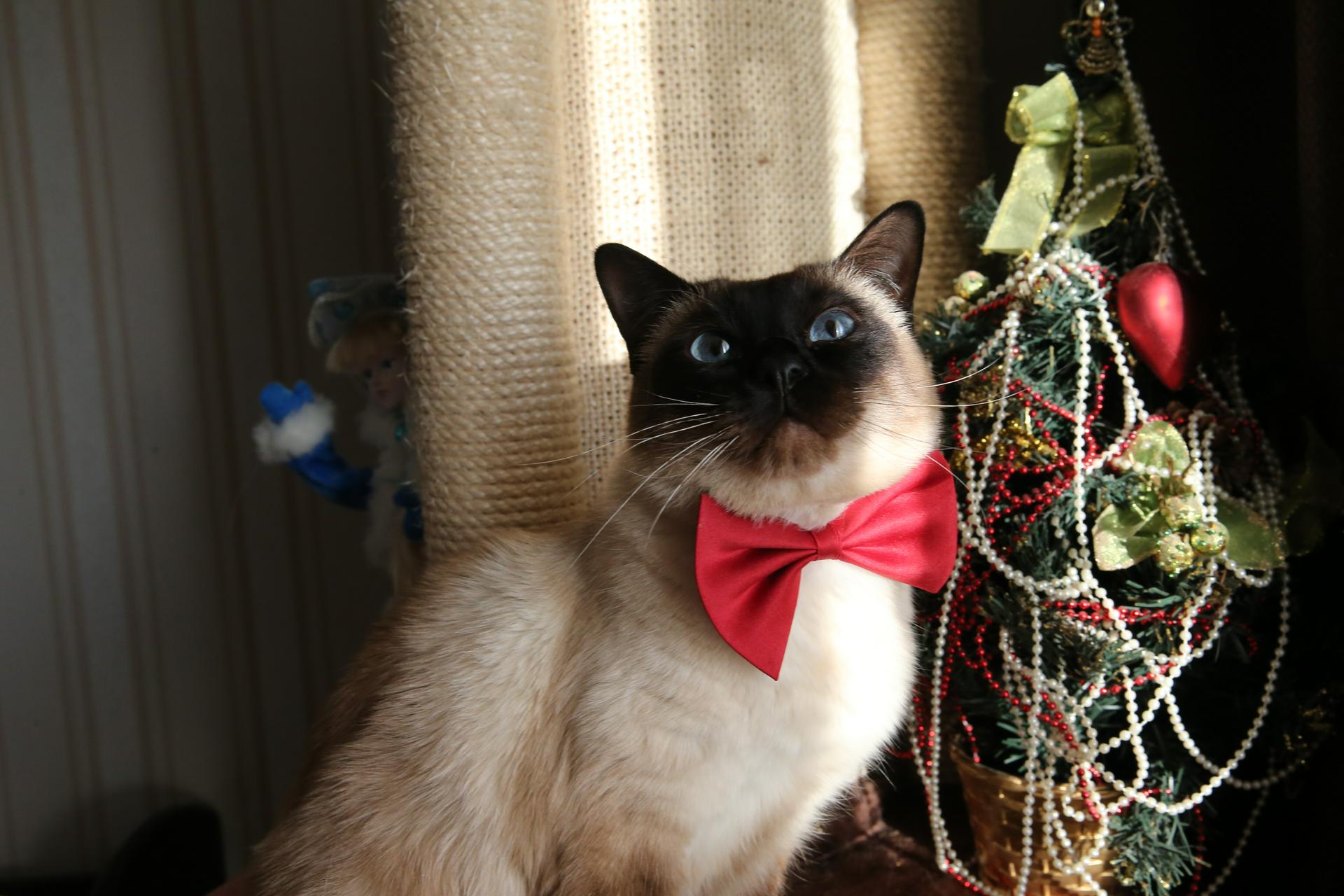 Психолог дала советы, как отметить Новый год в одиночестве