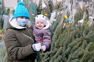 Массовая торговля на елочных базарах началась в Подмосковье
