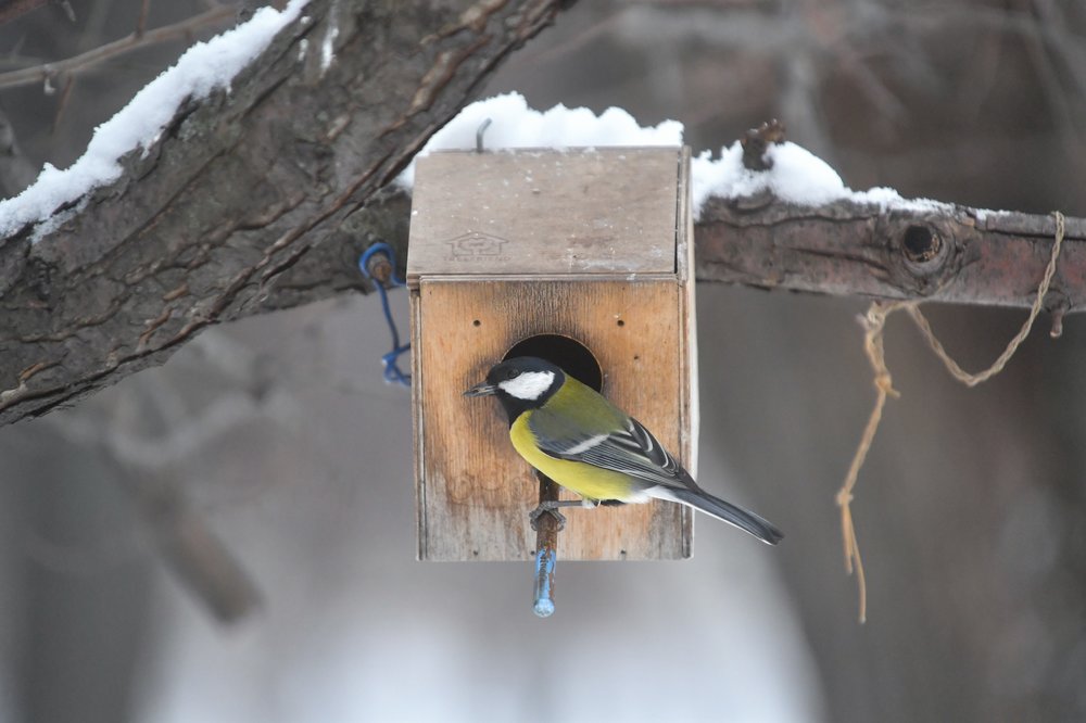 Москвичам рассказали, каких синиц можно встретить на территории столицы зимой