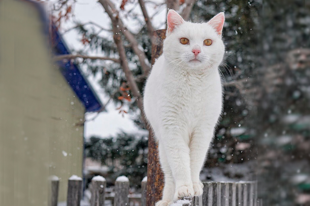 «Все берем пример»: трогательное видео с котом Беляшом взорвало соцсети