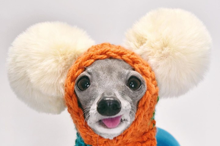 «Икона стиля»: видео с собакой в модной одежде набрало 35 миллионов просмотров