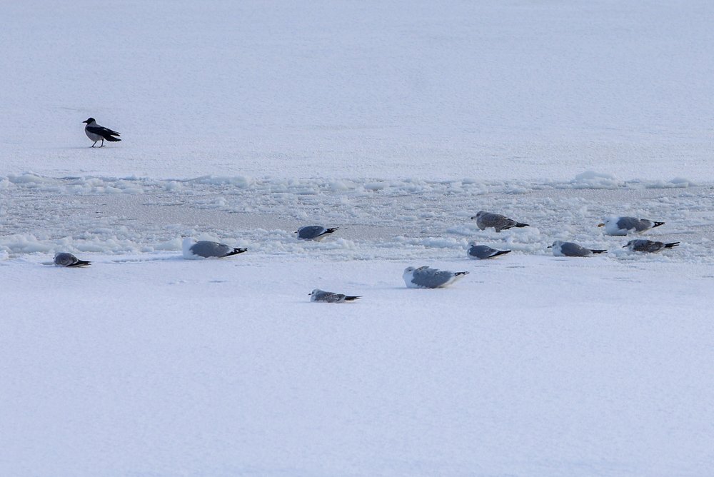 Снежный покров уменьшился в Москве на шесть сантиметров