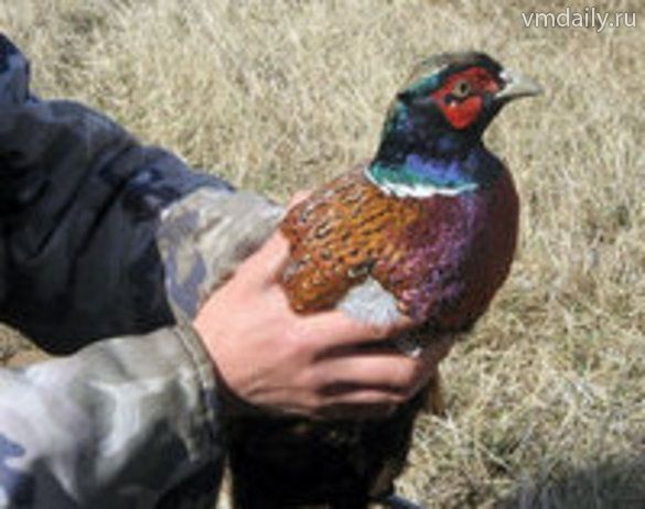 Фазан – птица глупая
