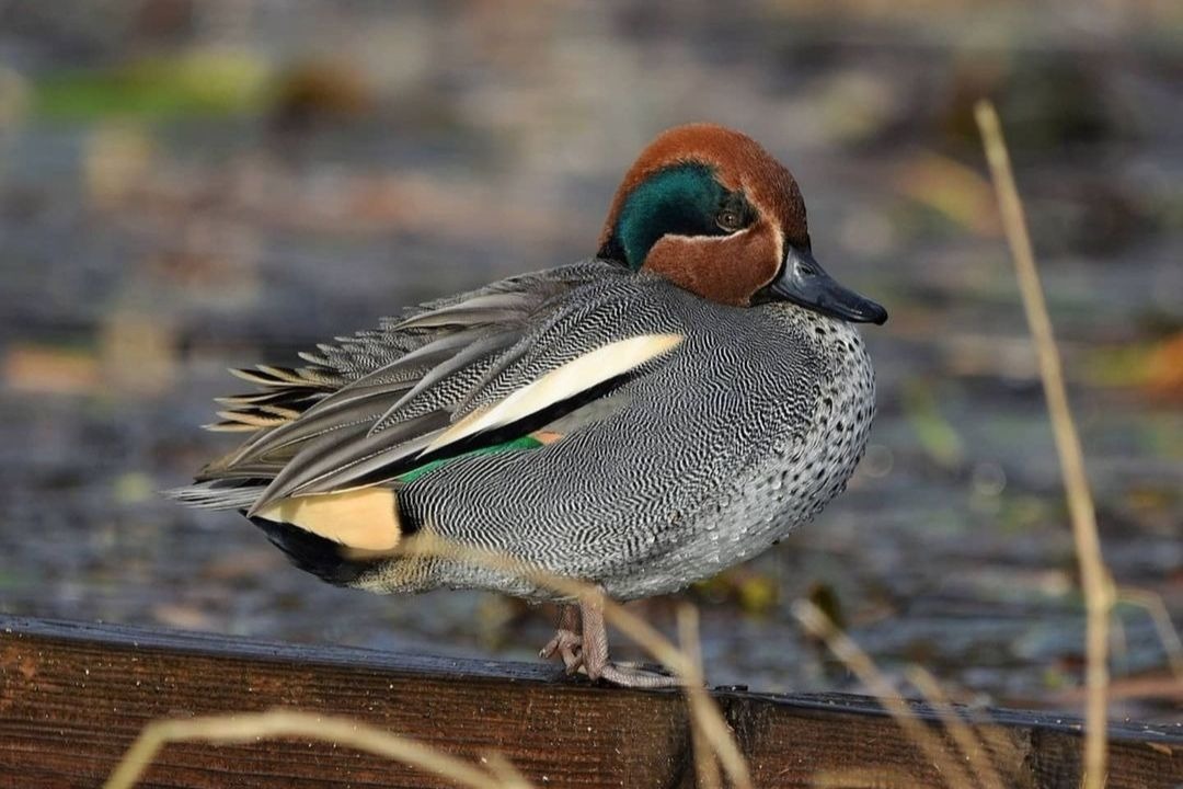 Москвичам рассказали о 500 краснокнижных животных и растениях столицы