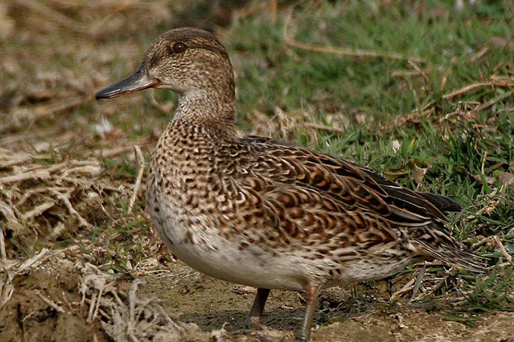 Редкую краснокнижную утку чирка-свистунка обнаружили в столице