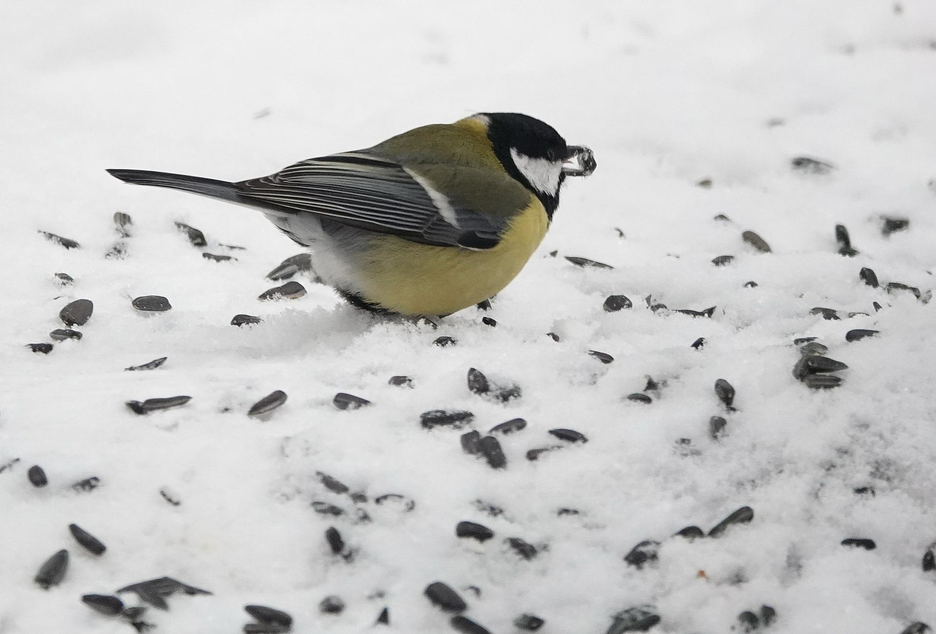 Жителей столицы попросили не перекармливать пернатых зимой