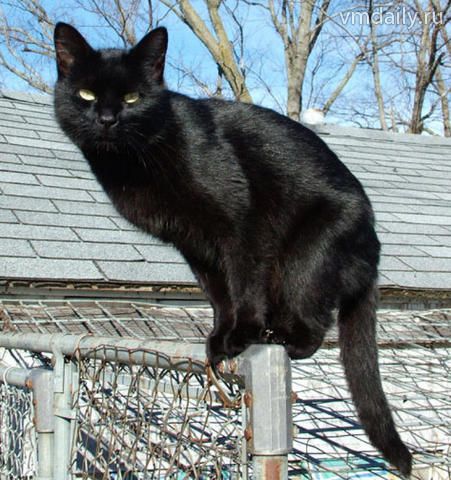Черная кошка – один из наиболее зловещих символов в славянской мифологии. 