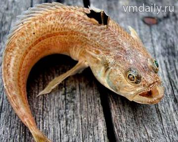 Опасные рыбы наводнили Чёрное море.