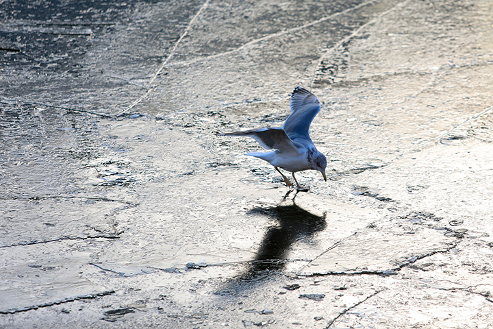 «Желтый» уровень погодной опасности объявили в Москве из-за гололедицы
