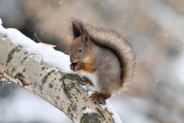 Минэкологии: Колонии белок и бобров замечены в городах Подмосковья