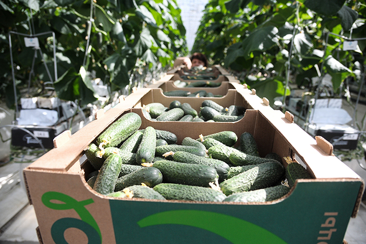 Первые 10 тонн урожая собрали в новом тепличном комплексе Подмосковья