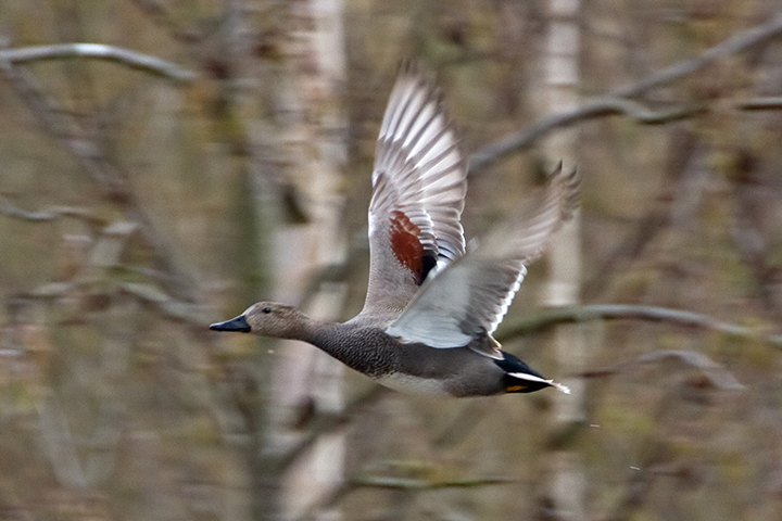 Минэкологии Подмосковья призвало граждан позаботиться о перелетных птицах