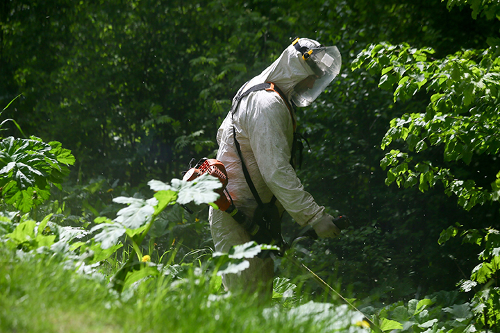 Борщевик здесь не пройдет: как избавиться от опасного растения на своем участке
