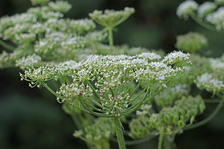 Москвичи могут сообщить о ядовитых растениях онлайн