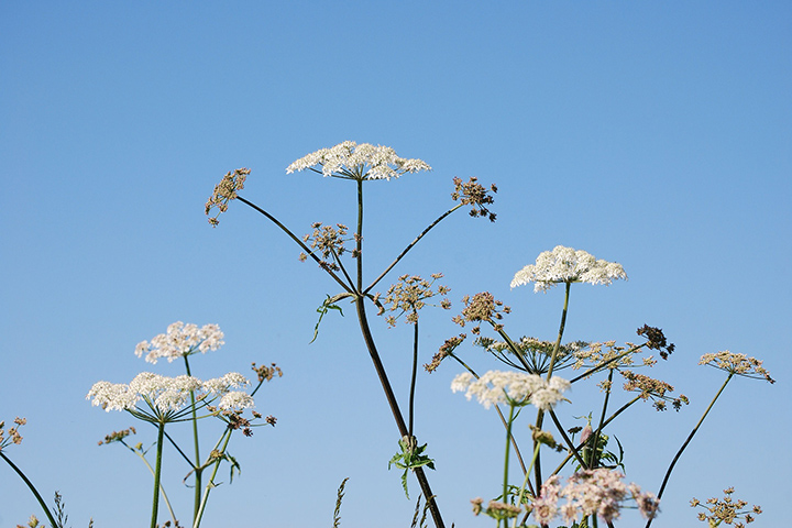 Врач рассказала, что нужно делать при ожогах от борщевика