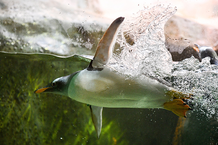 «Один носится, другой барахтается»: пингвинов Московского зоопарка сравнили с офисными работниками