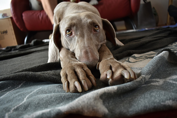 ГД приняла в первом чтении проект о запрете изымать домашних животных за долги