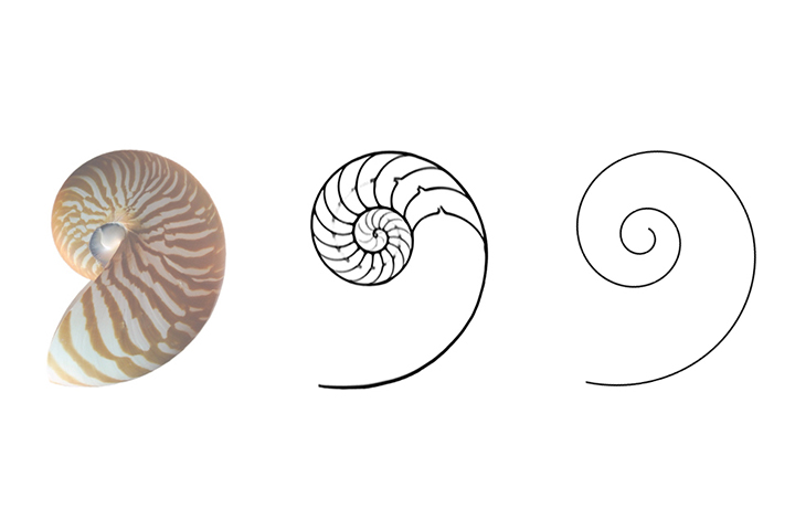  Золотое сечение: как на самом деле строится наш мир