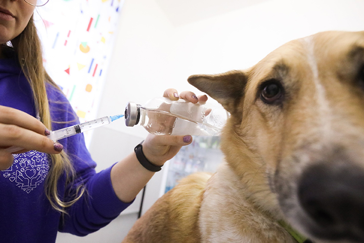 Россия зарегистрировала первую в мире вакцину от коронавируса для животных