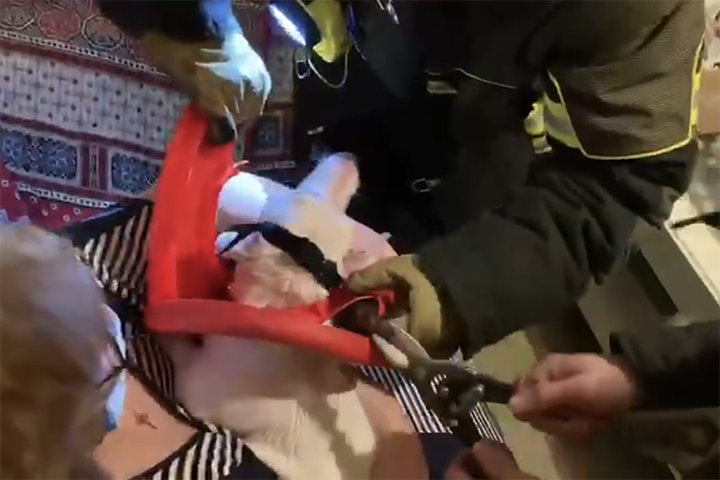 Спасатели в Конькове освободили застрявшего головой в горшке терьера