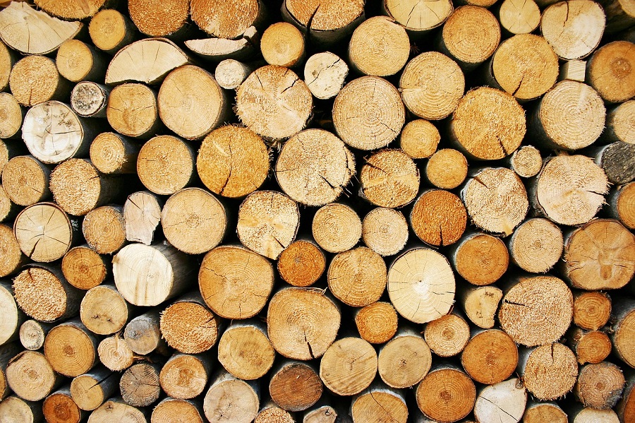 Выставка «Другое дерево» открылась в музее «Царицыно»