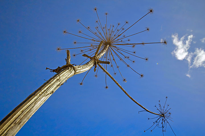 Назван эффективный способ борьбы с борщевиком