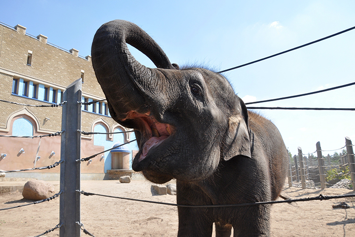 Московский зоопарк назвал постановкой попытку блогера пролезть в вольер к слонам