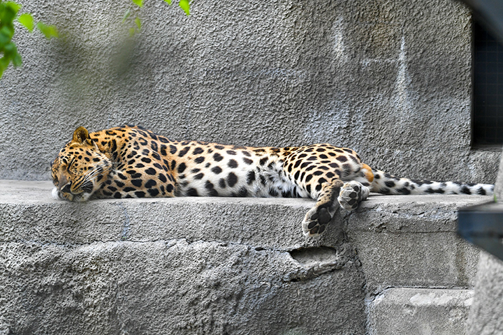 Найденные у трассы в Приморье котята дальневосточного леопарда умерли