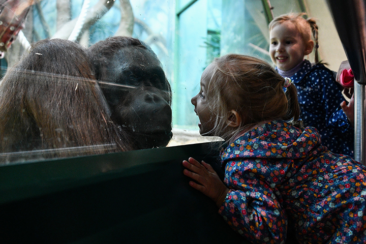 Московский зоопарк впервые станет участником акции «Ночь театров»