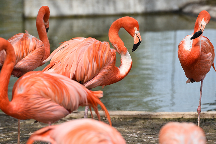Вход в Московский зоопарк сделают бесплатным в честь Всемирного дня розового фламинго 