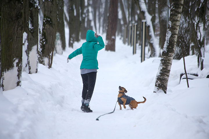 Власти Москвы рассказали о пользе снежной зимы для почвы
