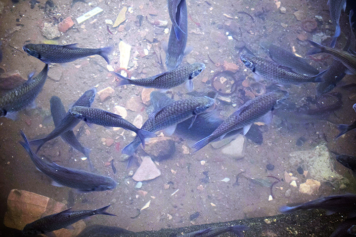 Свыше пяти тысяч тонн рыбы на продажу производят в Подмосковье за год