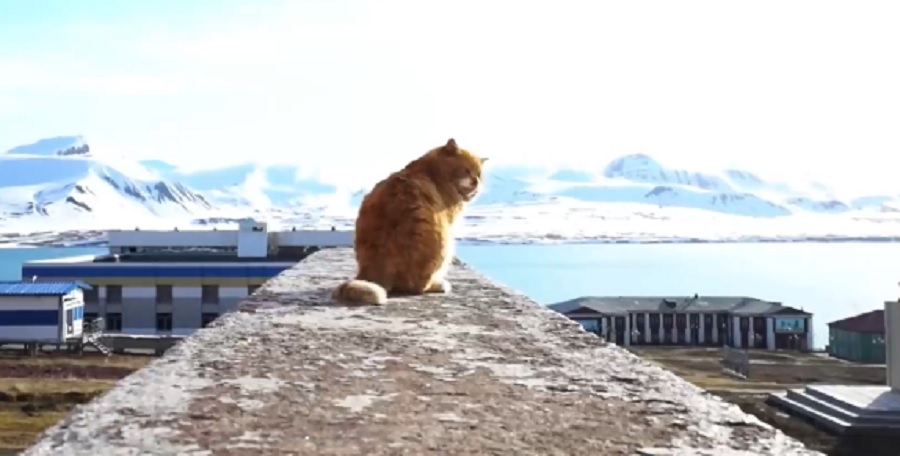 Умер кот-нелегал Кеша, притворявшийся песцом