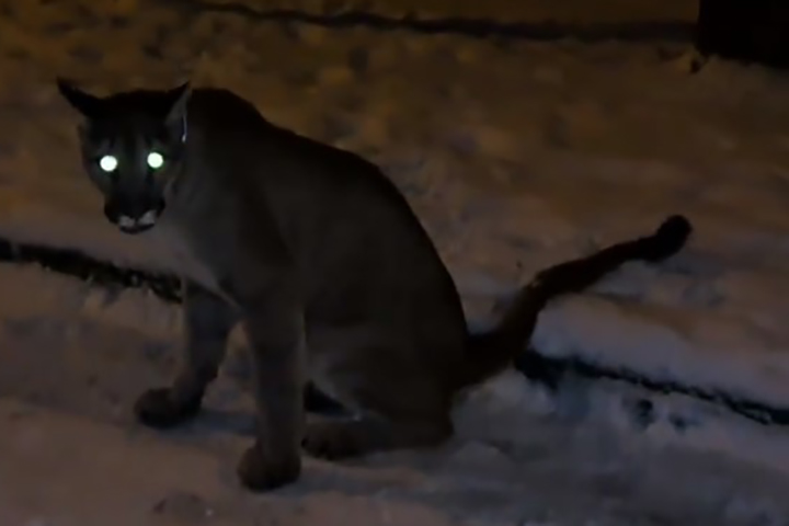 Москвичи пожаловались на выгул пумы без поводка и намордника в Кунцевском парке