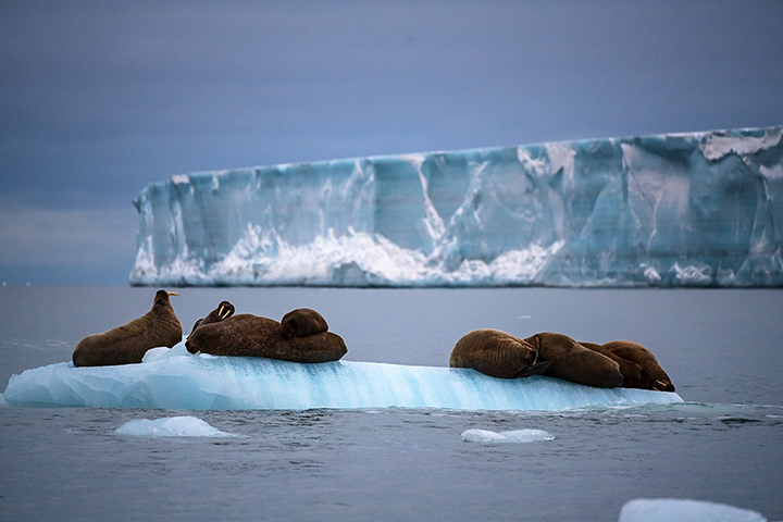 Американские СМИ заявили о «беспрецедентной военной мощи» России в Арктике