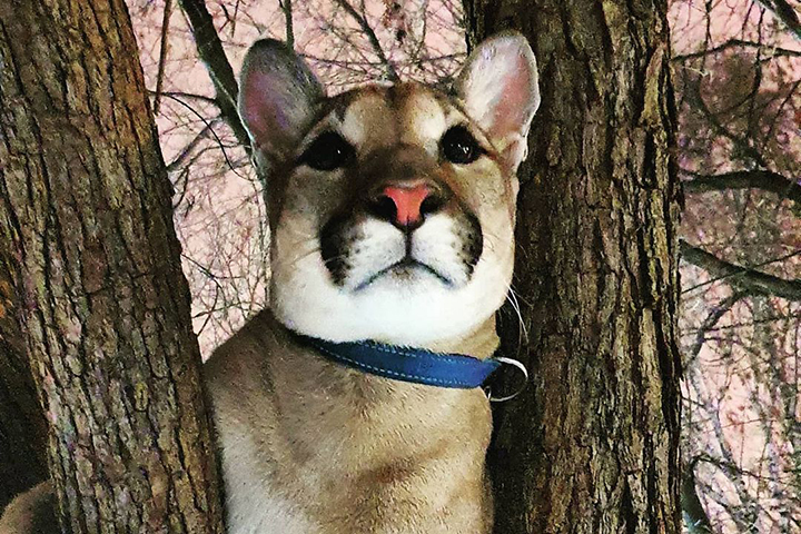 Пума в Кунцевском парке: кто выпускает гулять хищника без поводка и намордника