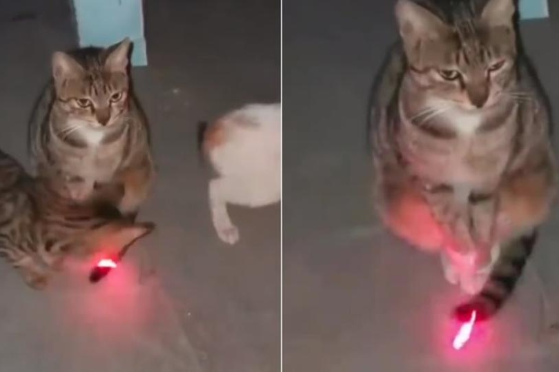 «Невозмутимый кот» покорил зрителей в Сети